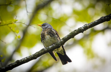 Turdus pilaris