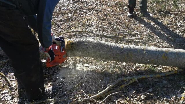Lumberjack cutting tree trunk in logs with chainsaw for transportation