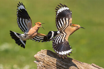 Two hoopoe are chasing each other in the air