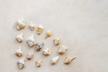 Many different seashells, decorative background for advertising travel and vacation, copy space	