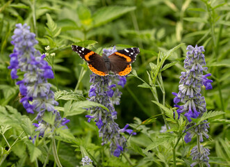 Monarch butterfly on a blue Mealy Cup Sage bush