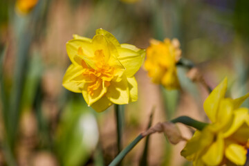 Photo of yellow flowers narcissus. Background Daffodil narcissus with yellow buds and green leaves.