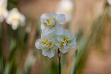White Daffodil in the garden in spring time.
