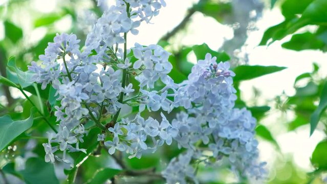 Blooming lilac in spring, close-up, slow motion.