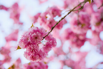 Branch of Prunus Kanzan cherry. Pink double flowers and green leaves in the blue sky background, close up.