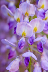 Fototapeta na wymiar closeup on blossoming white and violet wisteria flowers in springtime