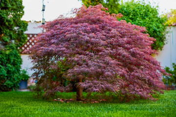 Red foliage of the weeping Laceleaf Japanese Maple tree (Acer palmatum) in garden - obrazy, fototapety, plakaty