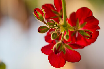 geranium flower, close up with blurred background.