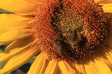 bee on sunflower closeup