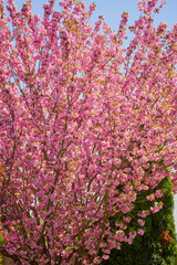 beautiful tree (prunus serrulata kanzan) blooming in the garden, spring.