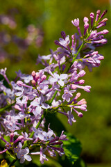 close up with branch of (Syringa vulgaris) blooming in spring with blurred background.