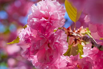 Branch of Prunus Kanzan cherry. Pink double flowers and green leaves in the blue sky background, close up.