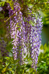 closeup on blossoming white and violet wisteria flowers in springtime