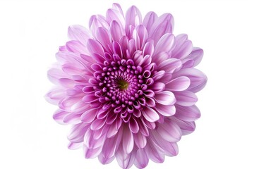 pink-purple chrysanthemum. Flower on a white isolated background with clipping path. For design. Closeup. Nature . photo on white isolated background