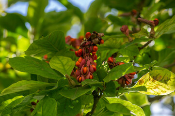 Magnolia soulangeana tree branches with green and yellow leaves and pink seed cones with bright orange seeds
