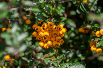 Pyracantha coccinea sunny star scarlet red firethorn ornamental shrub, orange group of fruits hanging on autumnal shrub