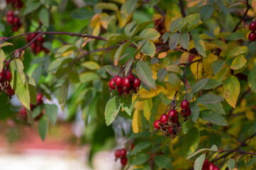 Rosa glauca deciduous red-leaved spiny shrub with red ripened fruits, redleaf rose branches with hips and leaves