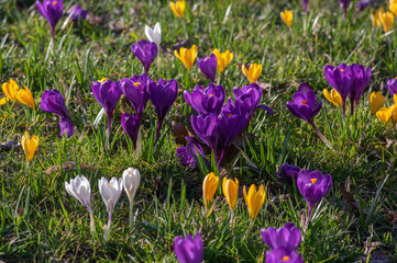 Field of flowering crocus vernus plants, group of bright colorful early spring flowers in bloom - Powered by Adobe