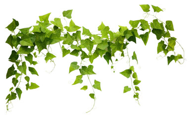 Obraz premium PNG Plant leaf vine ivy