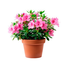 Pink azalea in a pot. Isolated on transparent background.