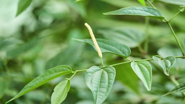 Long pepper (Piper longum), sometimes called Indian long pepper or pipli, is flowering vine in family Piperaceae, cultivated for its fruit, which is usually dried and used as spice and seasoning.