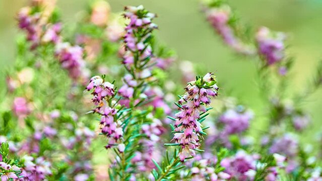 Calluna vulgaris in flowering plant family Ericaceae