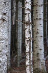 birch forest in winter