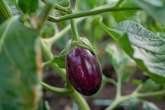 A purple eggplant is hanging from a plant