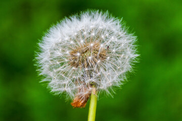 Dandelion Clock against a green background