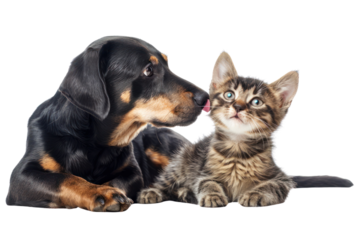 Curious English cocker spaniel puppy dog hugs kitten. Pets look away
.isolated on white background