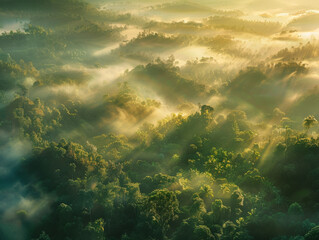 Fototapeta na wymiar A lush green forest with a misty, foggy atmosphere