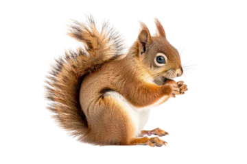 Wanddecoratie Eekhoorn red squirrel eating food .isolated on white background  © Jeerawut