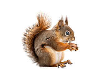 Obraz premium red squirrel eating food .isolated on white background