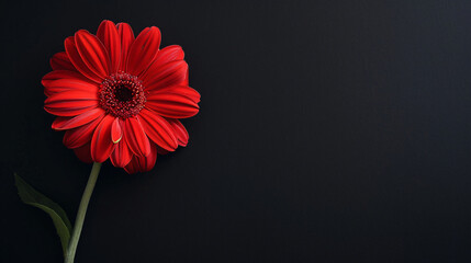 Red flower on black background