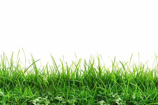 Realistic image of green grass. A realistic depiction of a white background as a background material.