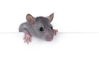 Cute rat holding up copy space banner with paws. Looking side ways away from camera. Isolated on a white background.