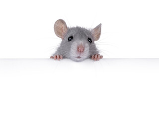 Cute rat holding up copy space banner with paws. Looking towards camera. Isolated on a white background.