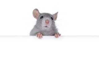 Cute rat holding up copy space banner with paws. Looking towards camera. Isolated on a white background.