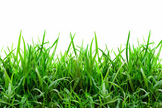 Realistic image of green grass. A realistic depiction of a white background as a background material.