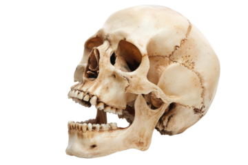 angle skull model in open the mouth pose
isolated on white background