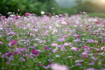 Obraz na płótnie Canvas A field of vibrant cosmos flowers, with a mix of pink and white blooms, swaying in the gentle breeze. 