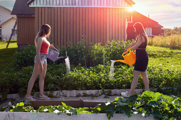 Vegetable garden in backyard of country house, two young white women watering beds with garden watering cans at sunset in summer.
