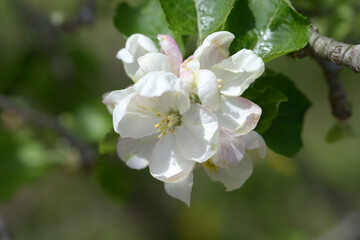 リンゴの花
