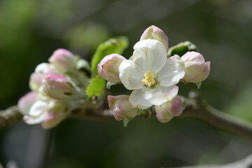 リンゴの花
