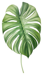 Fototapeta na wymiar PNG Monstera leaf drawing sketch flower