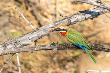 Bienenfresser (Merops apiaster) sitzt auf einem Ast, im Schnabel hat er ein Insekt