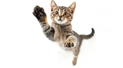 Naklejka premium 黒背景〜飛びつく猫05