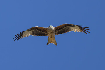 Obraz premium Milano Real en vuelo en la Najarra en Madrid