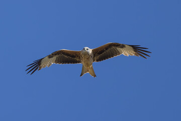 Milano Real en vuelo en la Najarra en Madrid