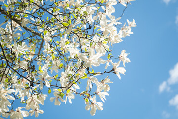 Branches of a flowering magnolia salicifolia against the background of the blue sky. Copy space